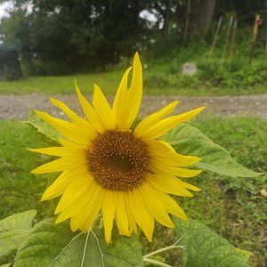 Meet your Posher, Dorothy